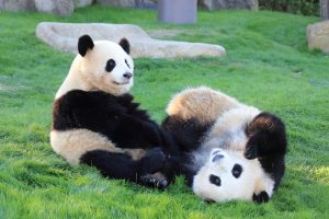 エネアーク関東にはどんな都市ガスプランがある？特徴や支払い方法もあわせて解説